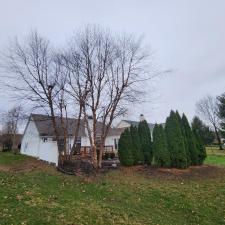 Tree-Removal-and-Yard-Cleanup 0