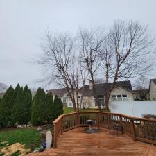 Tree-Removal-and-Yard-Cleanup 1